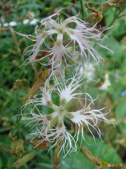 Dianthus superbus fleur (2)